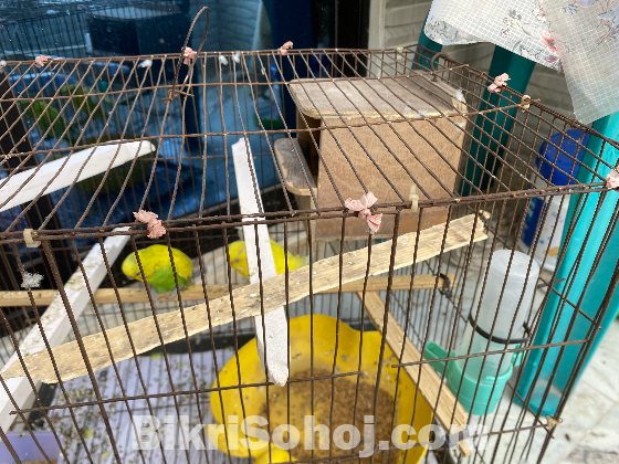 বাজ্রিগর পাখি